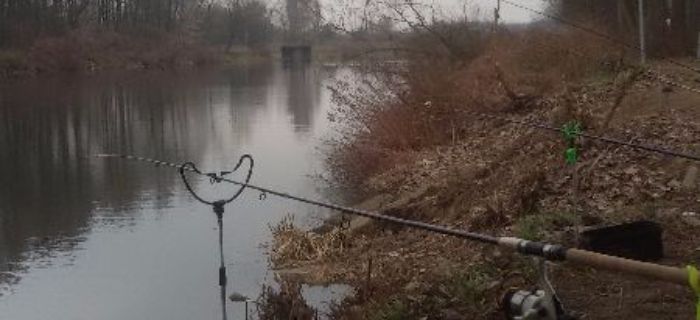 Płotki z kanału