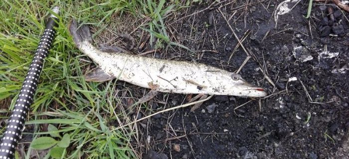 żwirownia ciesle