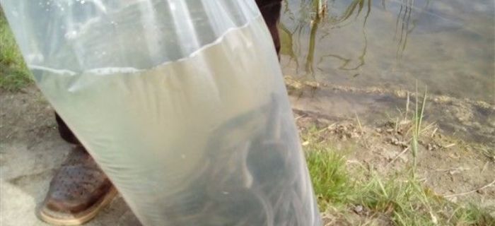 PIERWSZE TEGOROCZNE ZARYBIENIE ZALEWU BORYSZEW