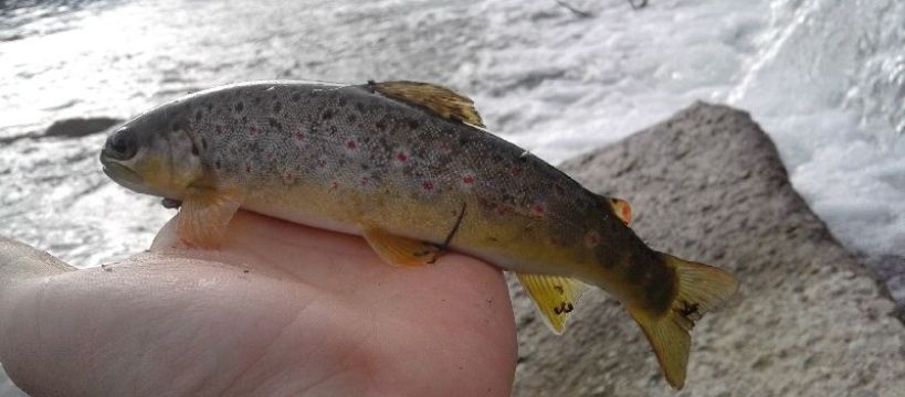 Dunajcowe  Kropki ...