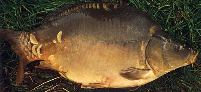 wielki karp na prostą przynęte