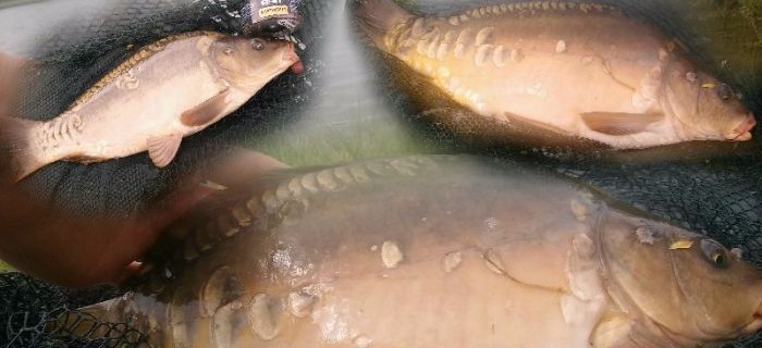 Karpie z Feeder Bait