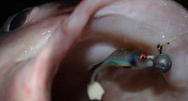 Niezwykłe gumy Daiwa Tournament DuckFin Shad