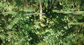 Fishing In Ickburgh - Buckenham Pits