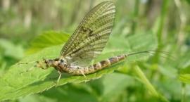 Drobna fauna wodna na przynętę