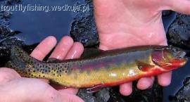 Golden Trout czyli prawdziwa ZŁOTA RYBKA