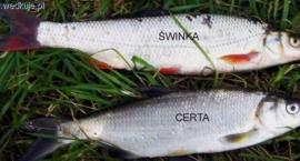 Czy certa, to świnka?