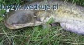 Sum na wątróbkę - jak założyć wątrobę na haczyk