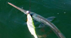 3D Herring Shads