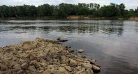 Sandacze z dużej rzeki - łowienie sandacza Wisła Odra Bug