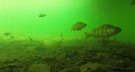 Okoń pod wodą - FILM