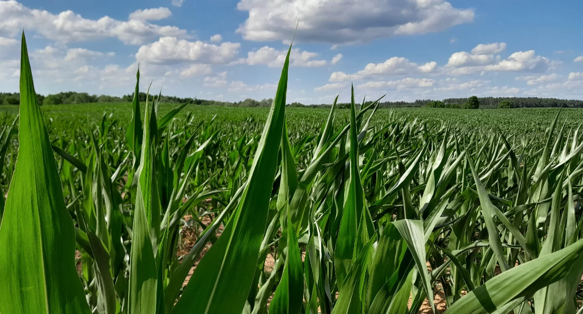 Rolnicy dostaną 1,46 mln euro z kredytów węglowych 