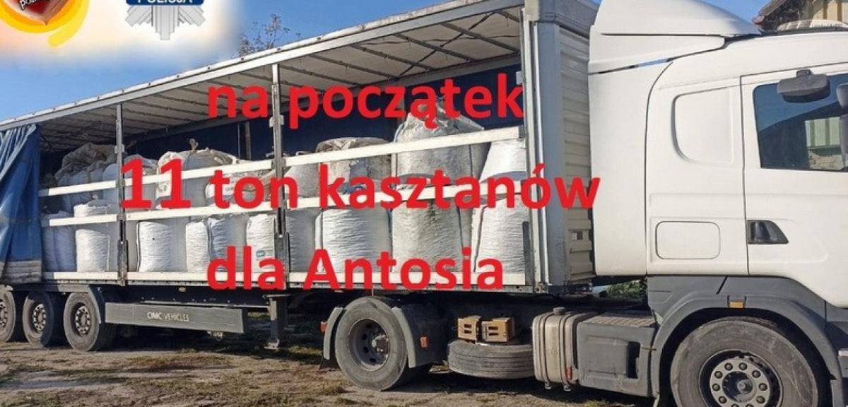 11 ton kasztanów.To nie koniec akcji