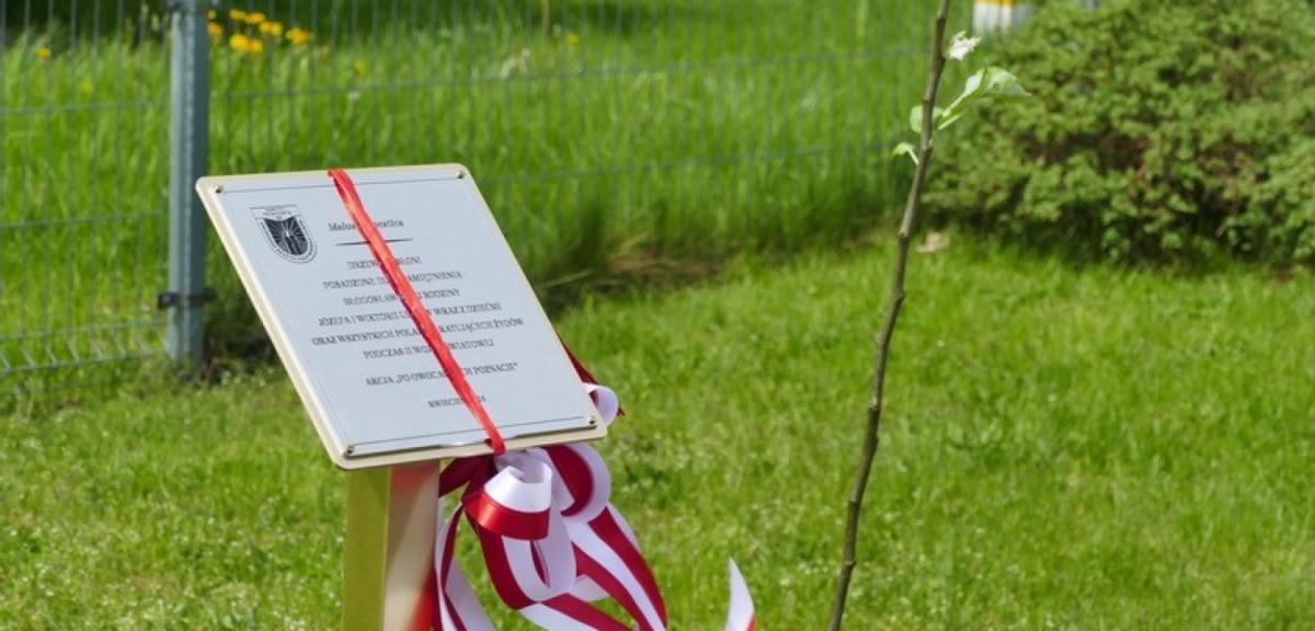 Uczniowie II LO sadząc jabłoń upamiętnili rodzinę Ulmów