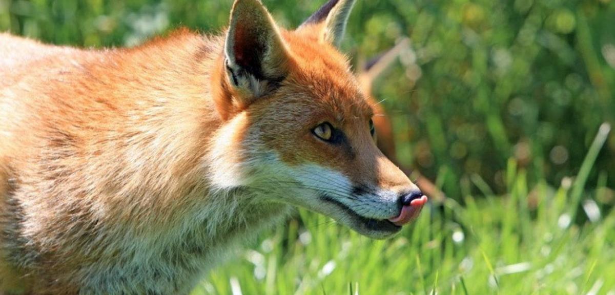 Rusza jesienna akcja szczepienia lisów