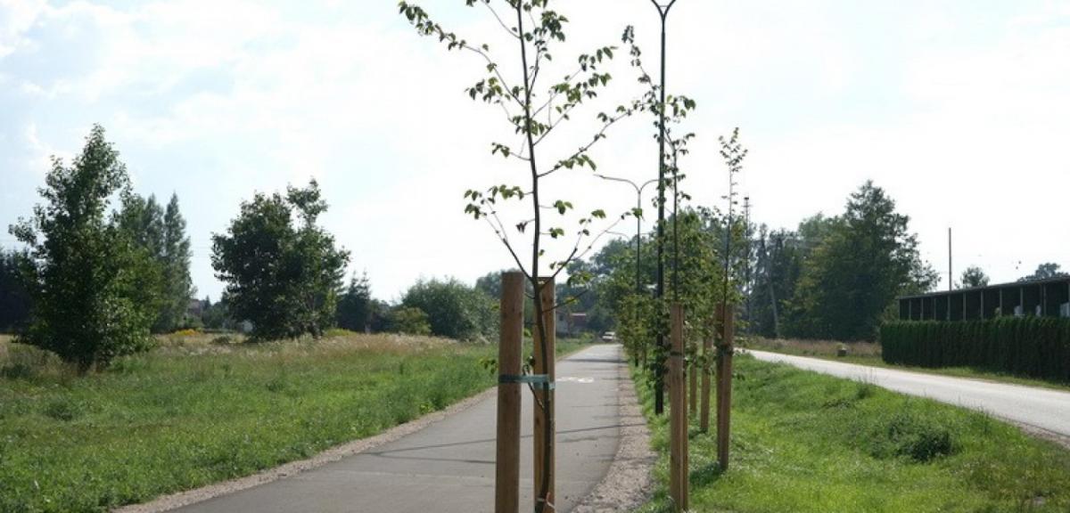 Ponad 4 tys. roślin posadzono wzdłuż drogi na plażę