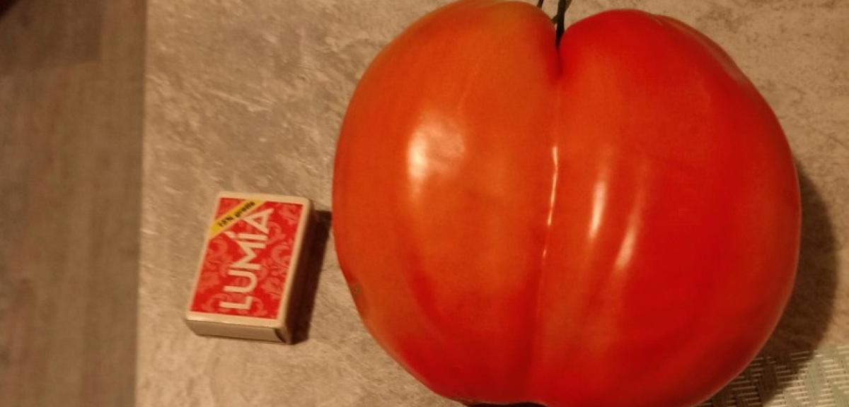 Pomidor ponad miarę z uprawy pana Józefa z Pisza