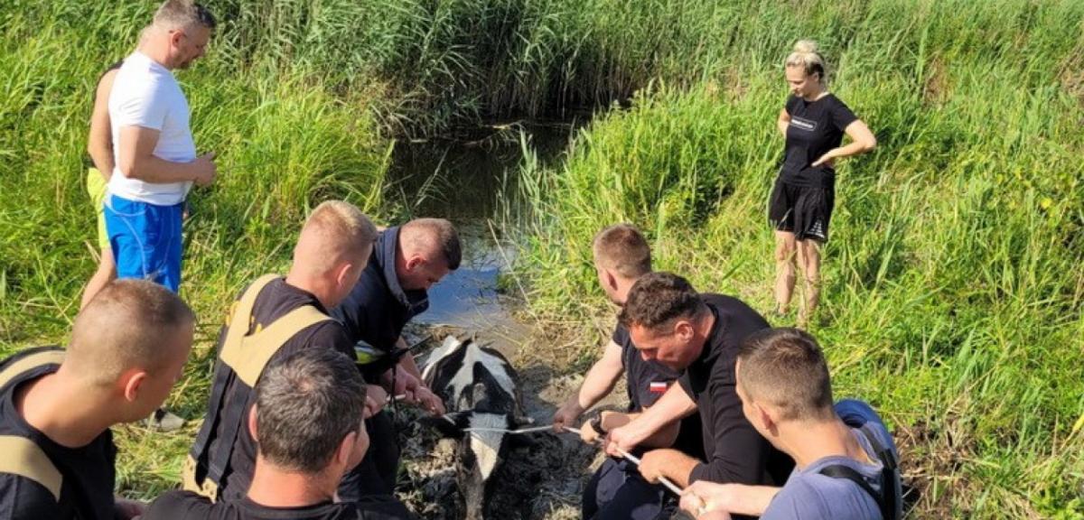 Jak strażacy - ochotnicy ratowali tonące zwierzę