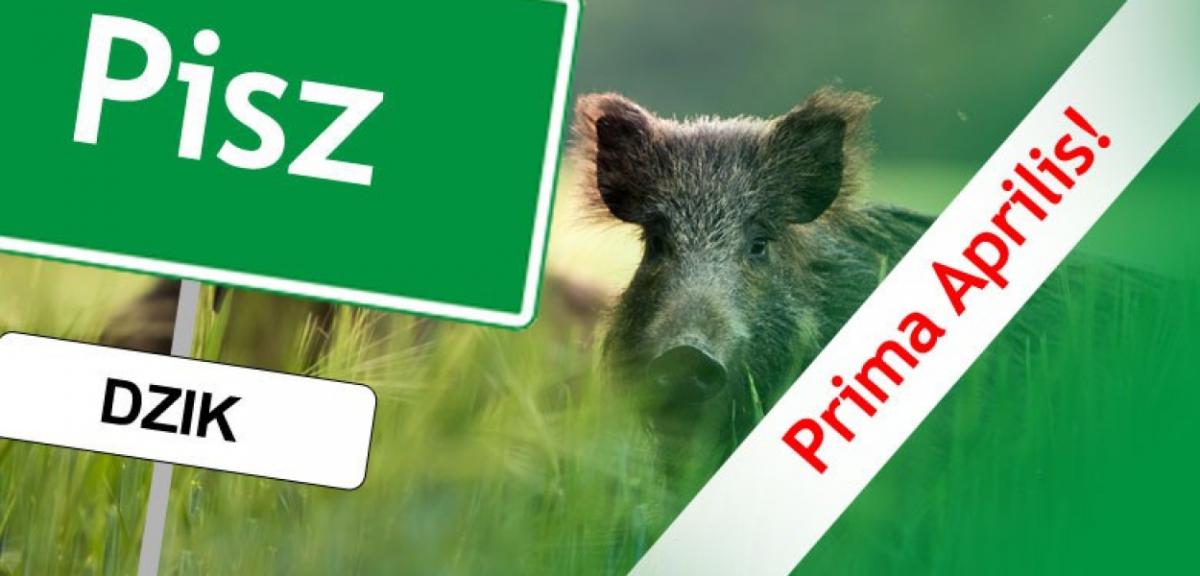 Skradziono nam pomysł na Prima Aprilis. Dzik, to był nasz plan B!