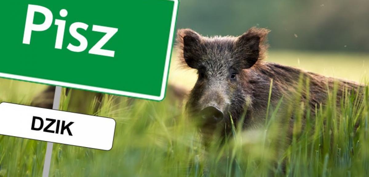 Dzik przyrodniczym patronem naszego miasta?