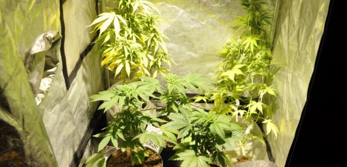 Plantacja marihuany w mieszkaniu 32-latka