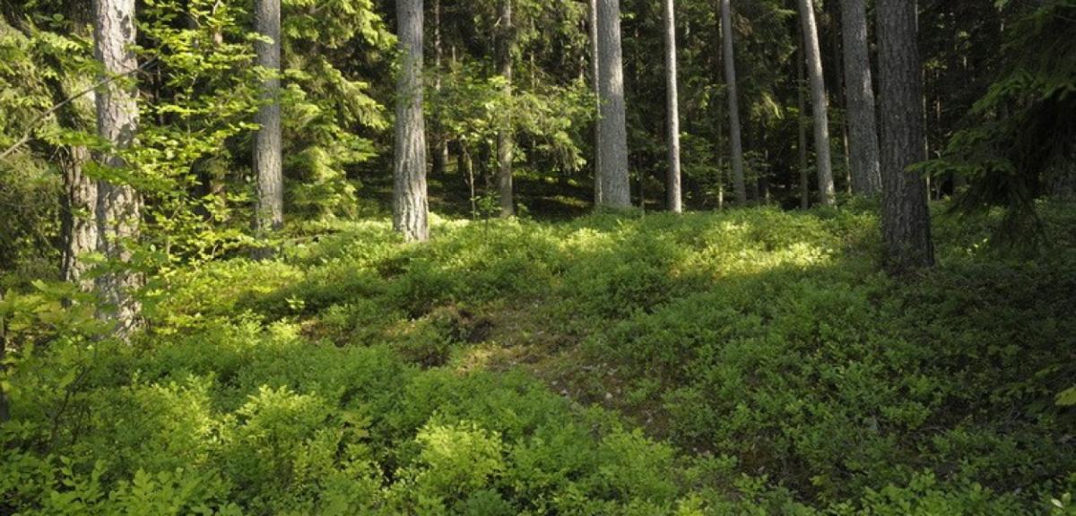 Cała i zdrowa. Tyrystkę z Warszawy odnaleziono w lesie