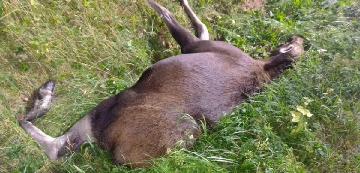 Łosie na drodze. Kolizja na trasie Orzysz-Ełk