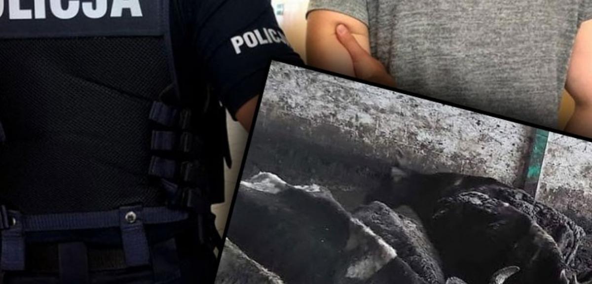 Zgotowali krowom piekło. Zatrzymana właścicielka hodowli i jej syn