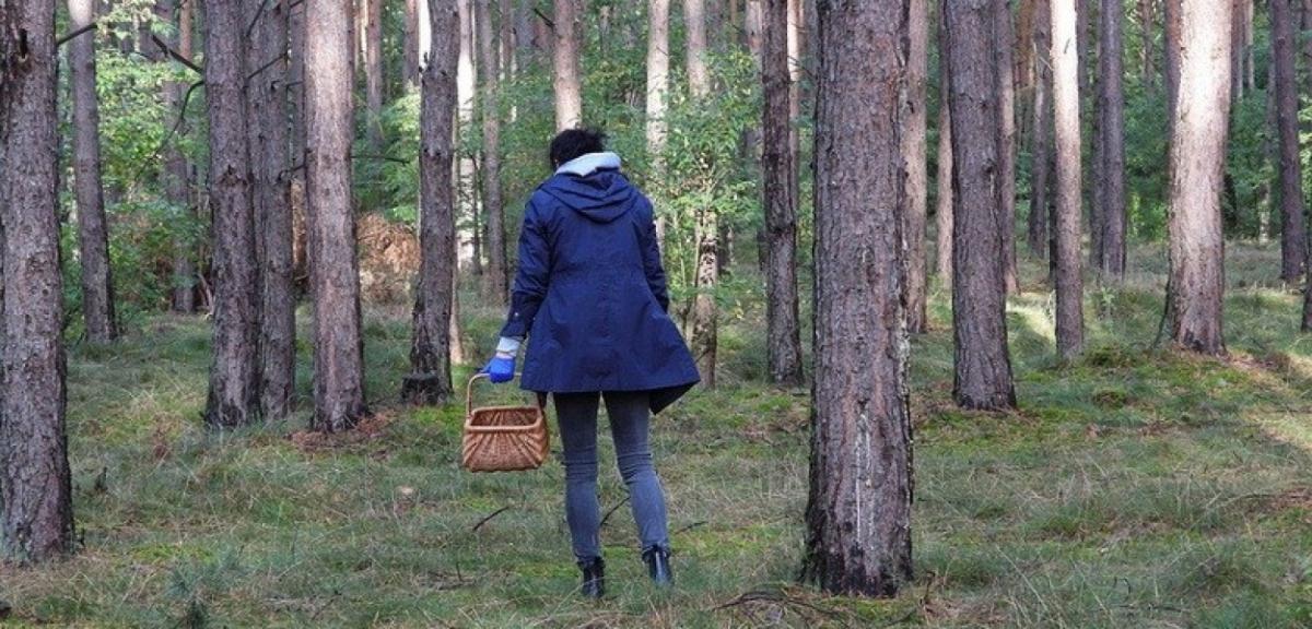 Grzybobranie - jak nie stracić orientacji w terenie