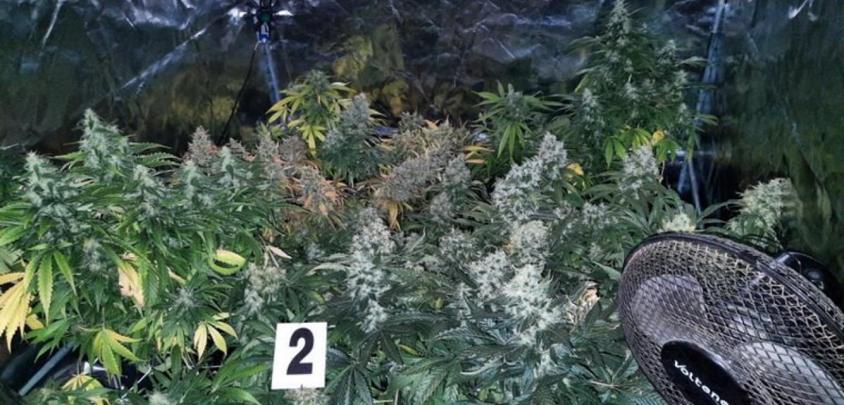 27-latek zatrzymany za prowadzenie domowej plantacji marihuany