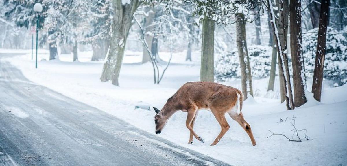 Dzikie zwierzęta na drodze. Kolizje w Snopkach i Jeżach