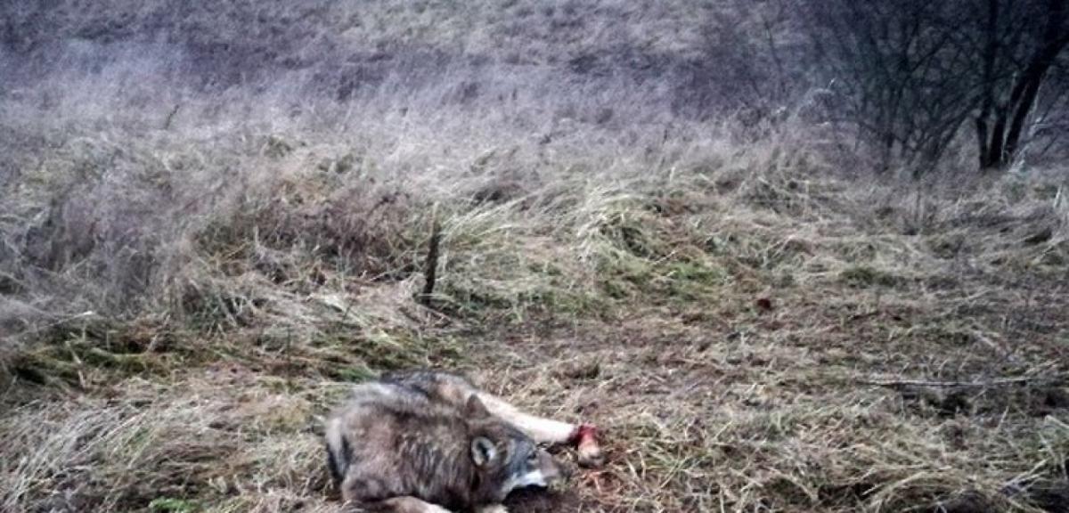 Dzielnicowi z Orzysza uratowali wilka