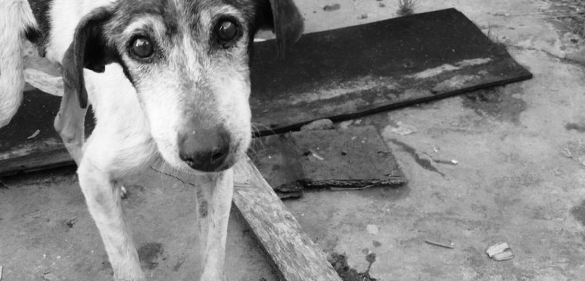 Animalsi w schronisku w Radysach. Odebrano zaniedbane zwierzęta
