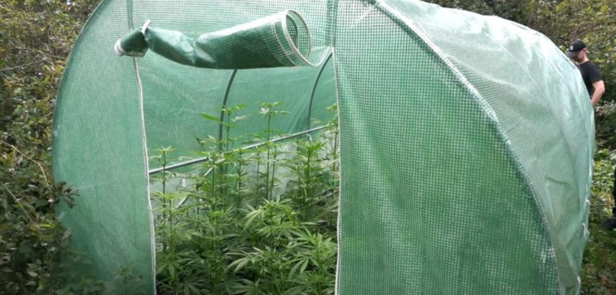 Orzysz: poszukują plantatora marihuany