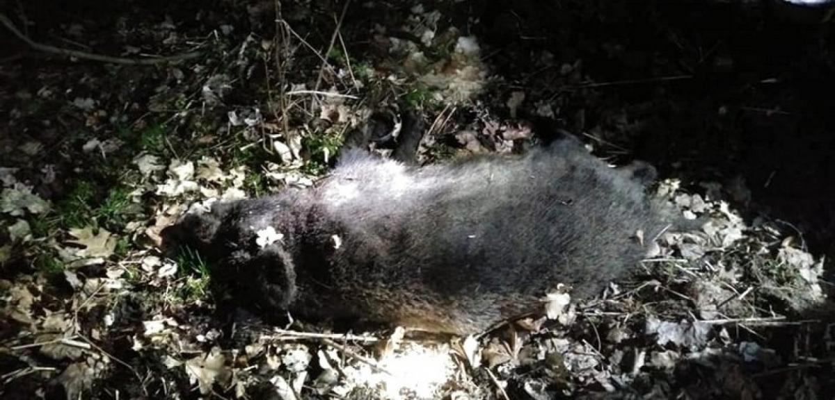 Zwierzęta na drodze. Kolizja na trasie Orzysz-Pisz