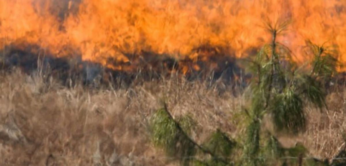 Wzrost liczby pożarów w związku z wiosennym wypalaniem traw