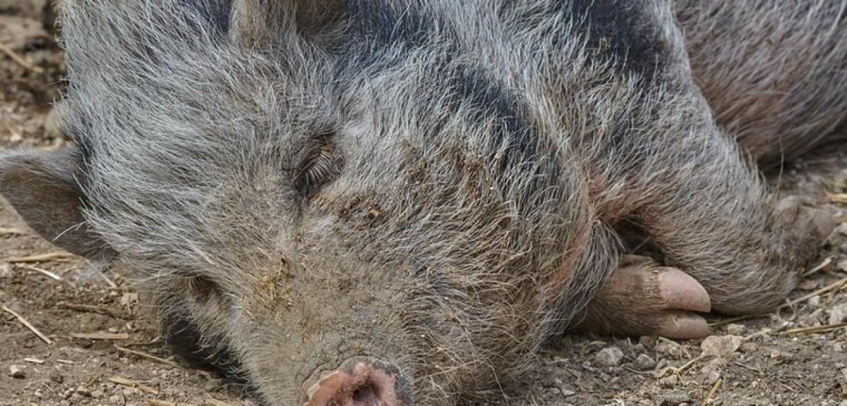  Znaleziono 5 padłych dzików z wirusem ASF. Zarażonych zwierząt może…