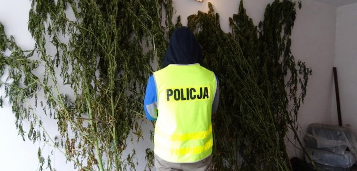  Czyja to uprawa? Policja szuka plantatora