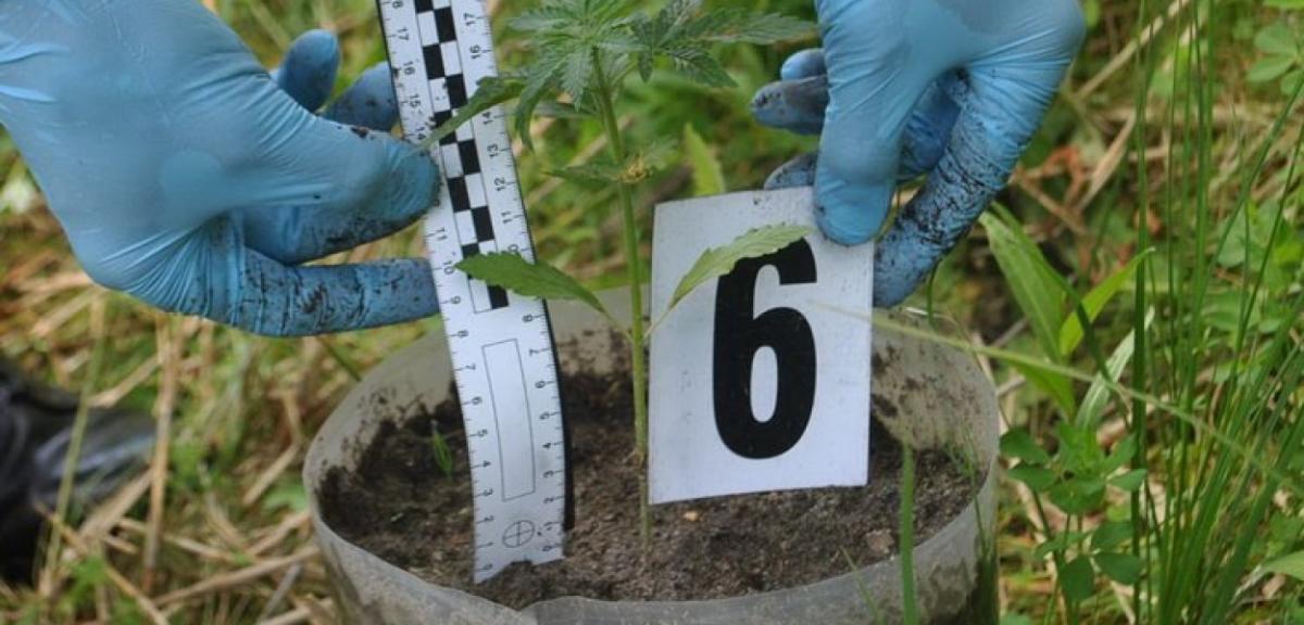 Prawdziwie mazurska plantacja marihuany