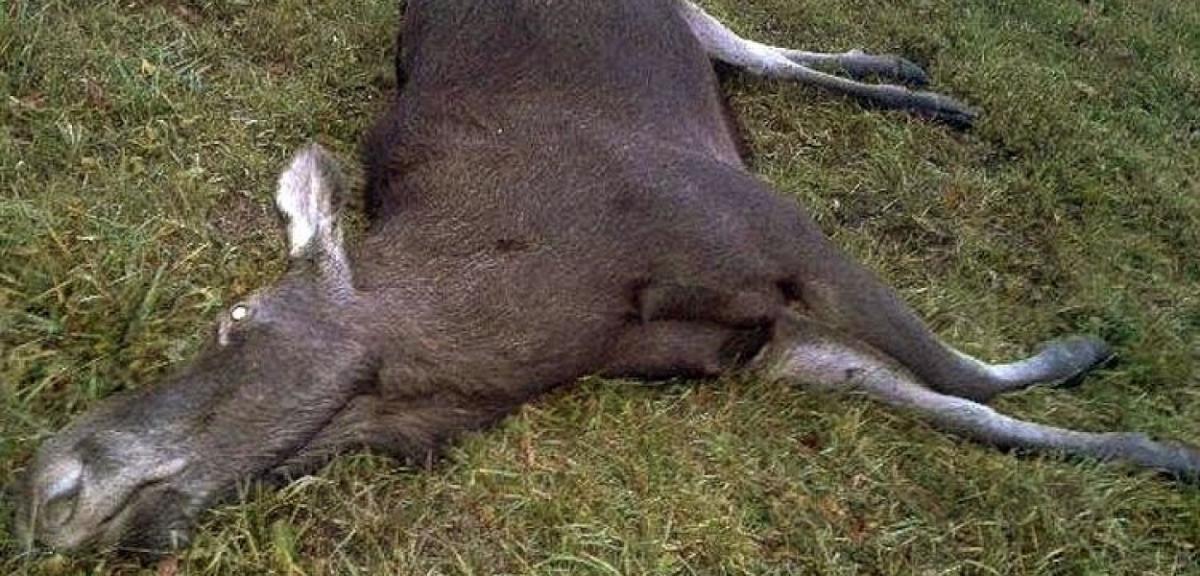  Uwaga na leśne zwierzęta! W pobliżu Okartowa kierująca TICO uderzyła w…