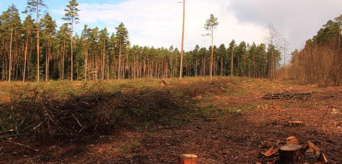 Co dziś wytną, wkrótce odnowią