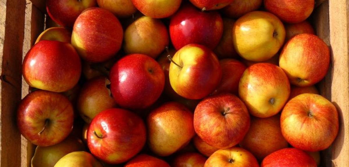 70 tysięcy kilogramów jabłek trafi do Piszan od krajanki sadowniczki