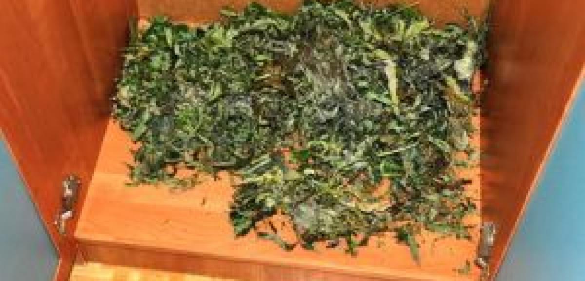 W szafie na ubrania miał 350 gram suszu 