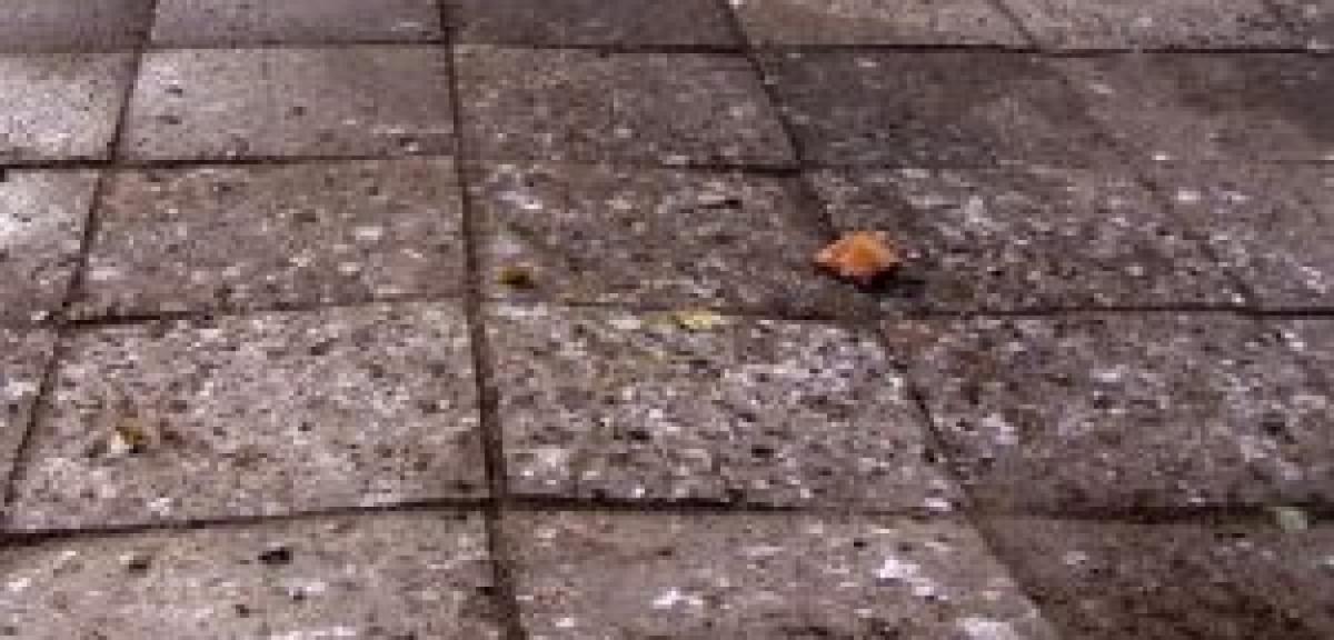 Rozprawią się z kawkami