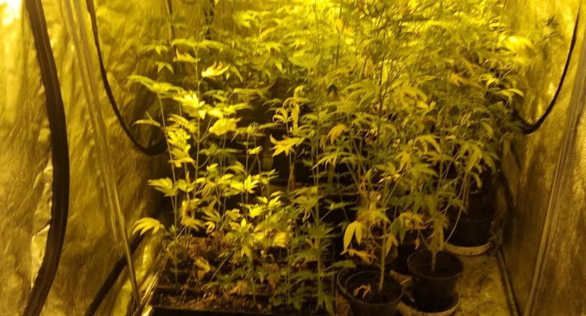 Plantację marihuany w garażu 29 - latka - VIDEO