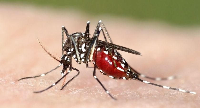 Druga akcja odkomarzania miasta