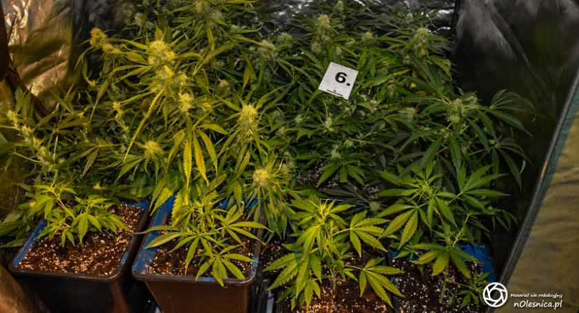Marihuana, ecstasy i LSD u 29 - latka w mieszkaniu