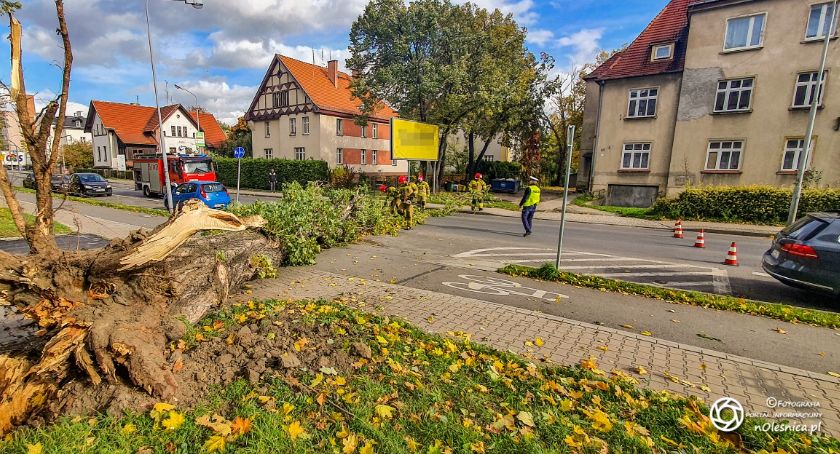 Silny wiatr powalił drzewo na  ulicy 11 listopada