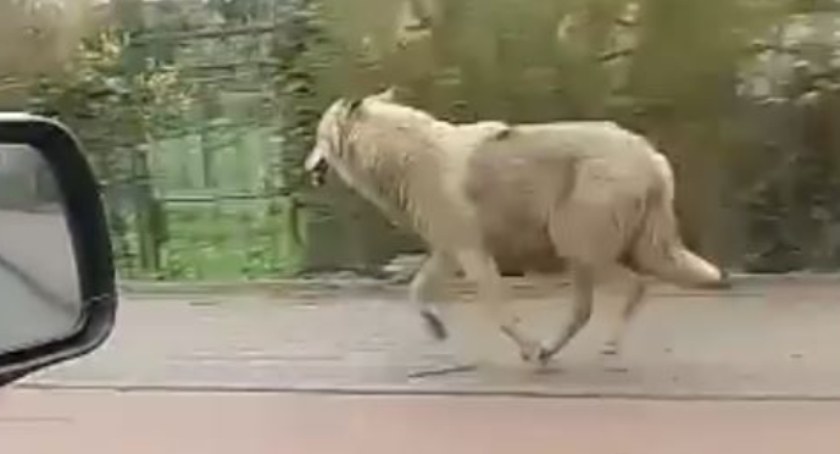 Samotny wilk na Wileńskiej - VIDEO