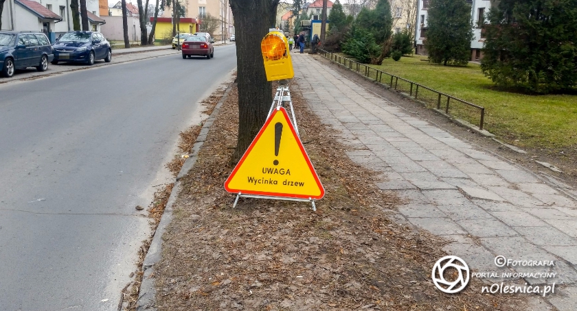 Wycinka drzew ruszyła także w Oleśnicy